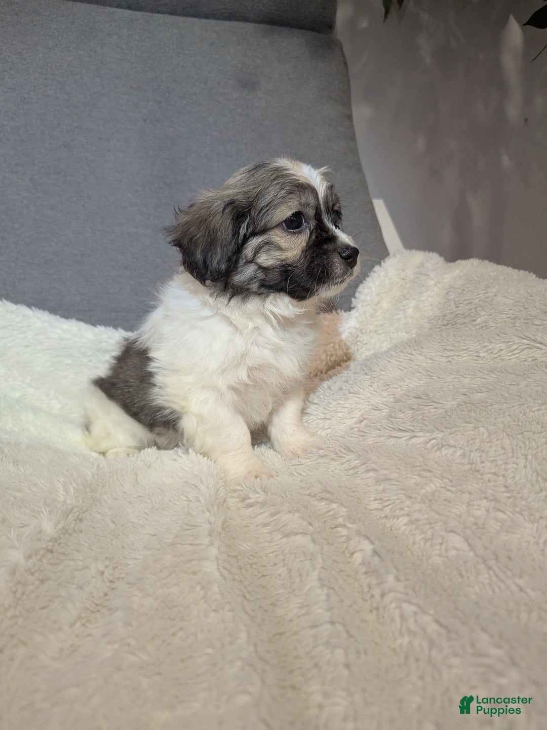 Havanese dogs for sale: Blitz (short haired) - Ad 6