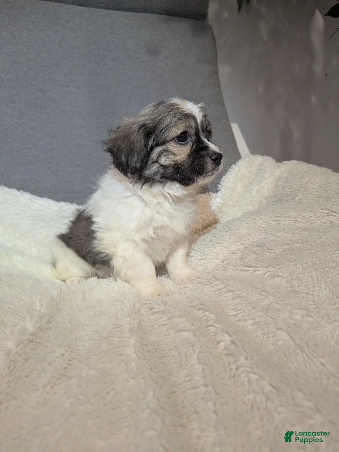 Havanese dogs for sale: Blitz (short haired) - Ad 6