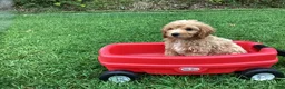 Mini Goldendoodle dogs for sale: Ranger - Ad 8