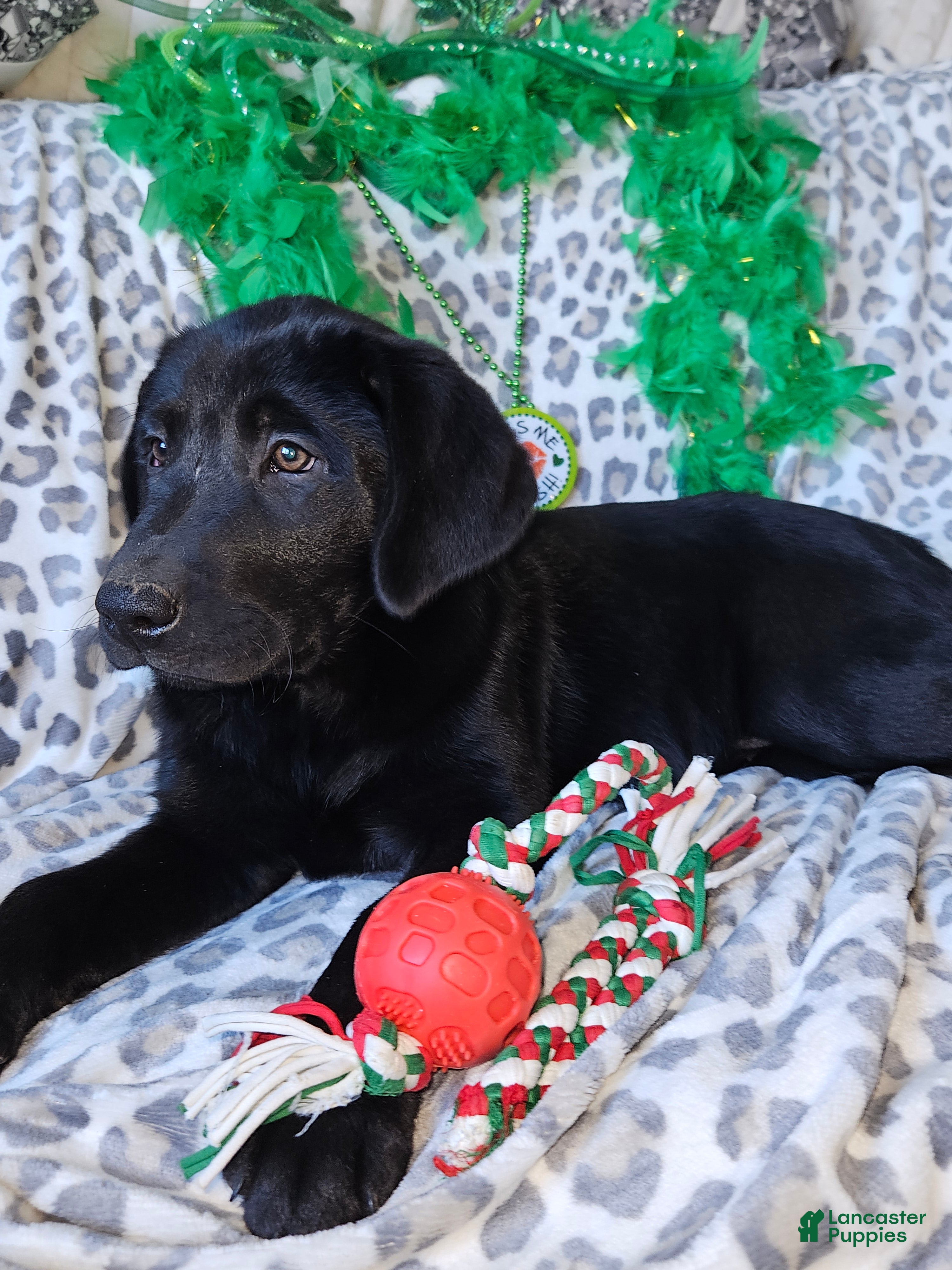 Labrador Retriever dogs Labrador Retriever Puppy 5 - Ad 2