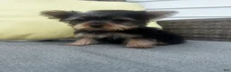 Yorkshire Terrier dogs for sale: Jake - Ad 5