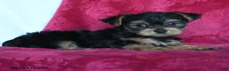 Yorkshire Terrier dogs for sale: Aggie - Ad 4
