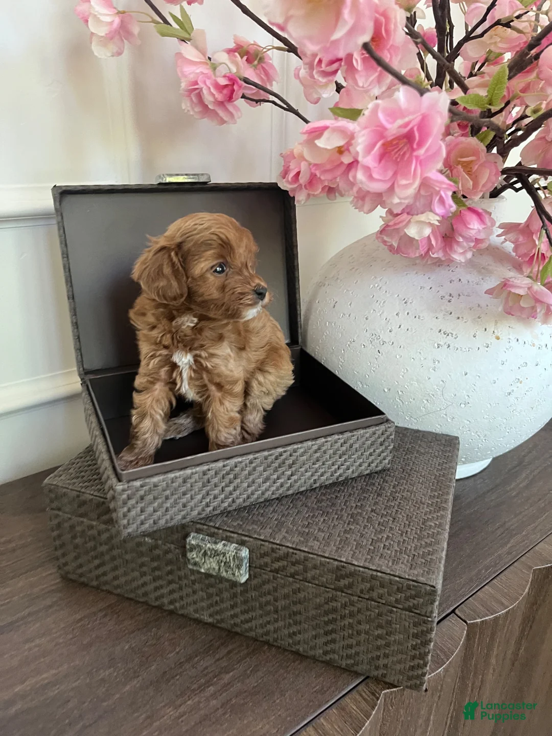 Cavapoo dogs for sale: Cavapoo 2 - Ad 2