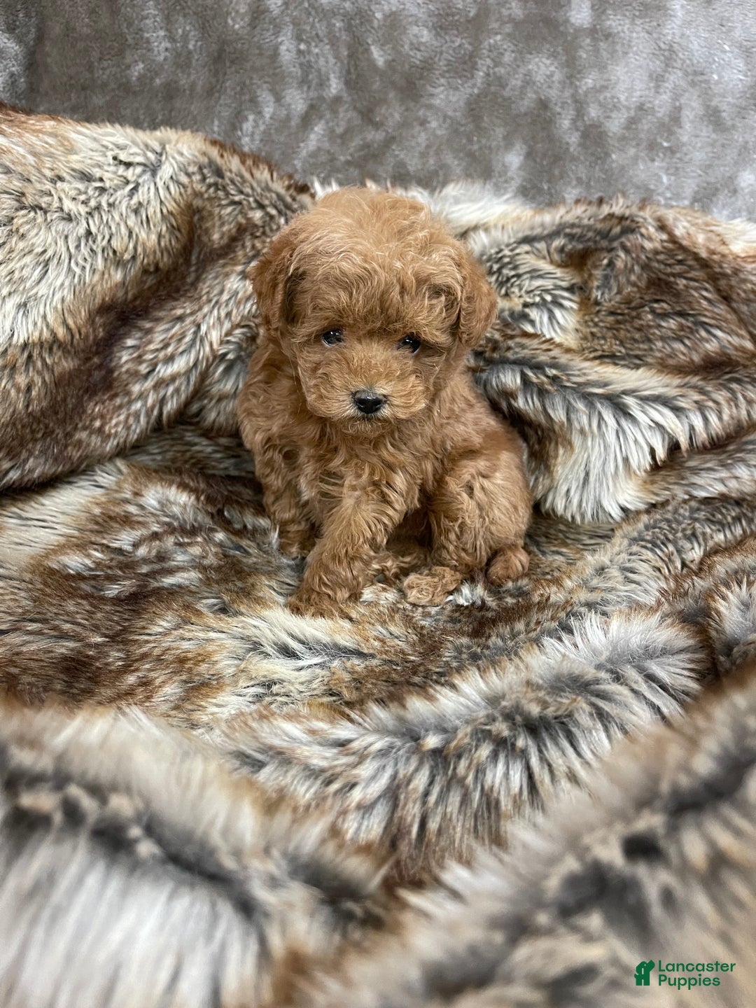 Toy Poodle dogs for sale: Toy Poodle Puppy 1 - Ad 2
