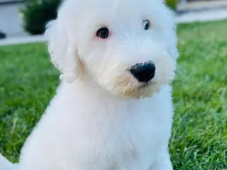 Sheepadoodle dogs Angel - Ad 13
