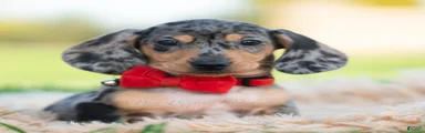 Winston AKC