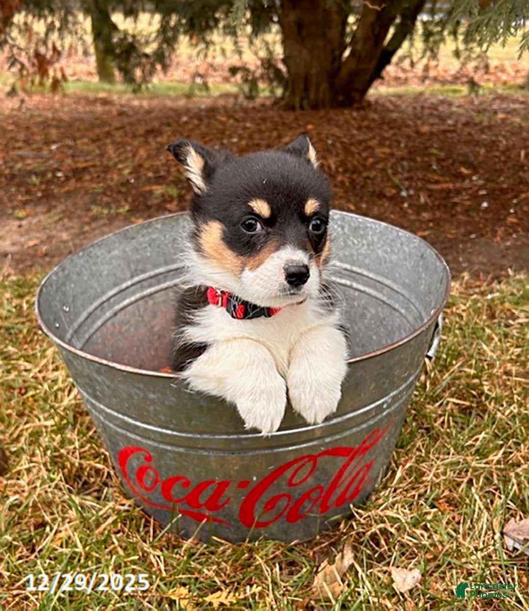 Welsh Corgi Pembroke dogs for sale: Coconut - Ad 3