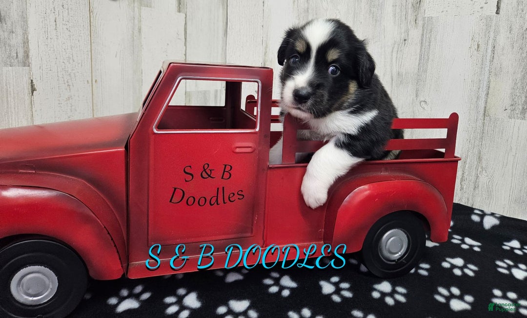 Miniature Australian Shepherd dogs for sale: WonderWoman - Ad 7