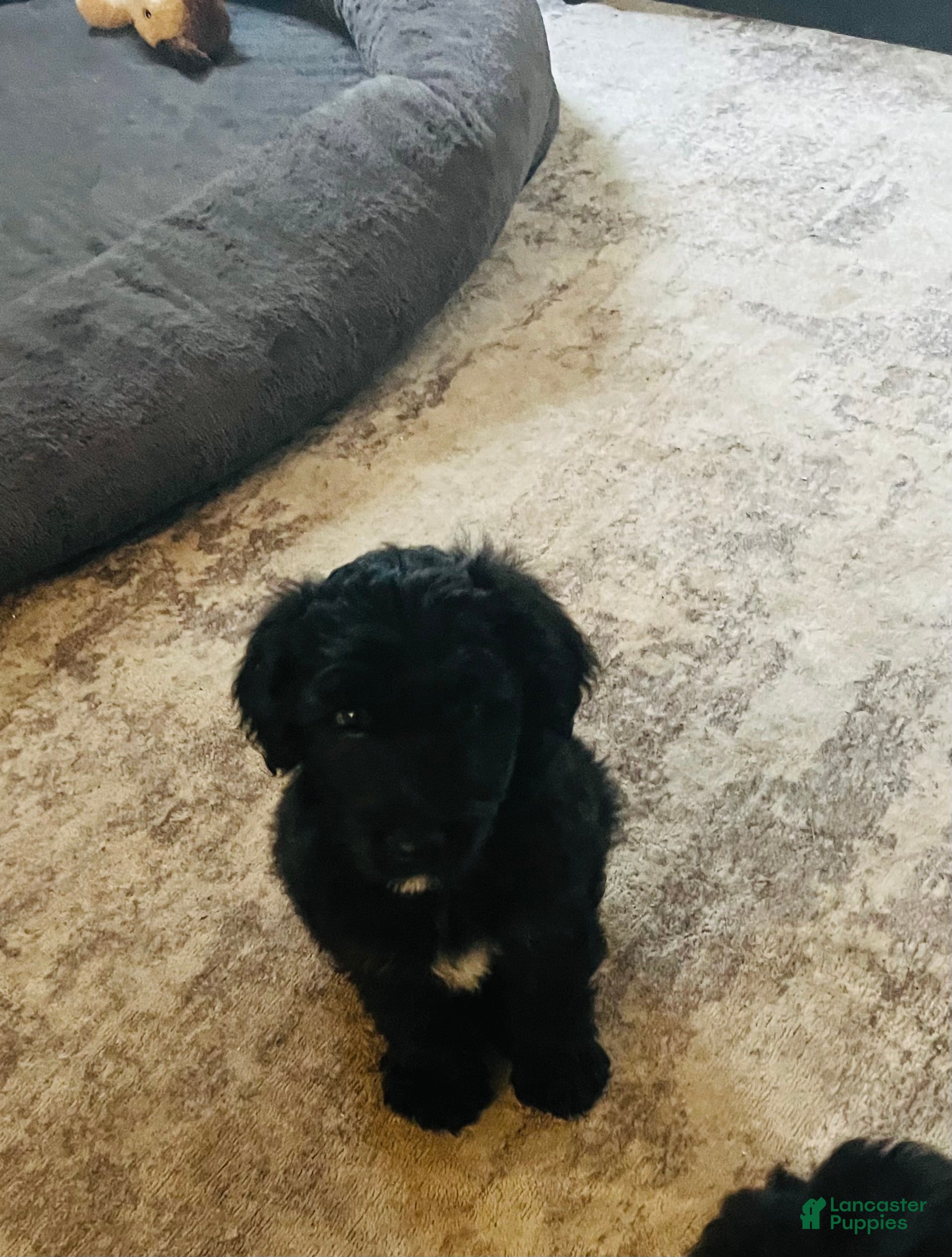 Aussiedoodle dogs tiny - Ad 1