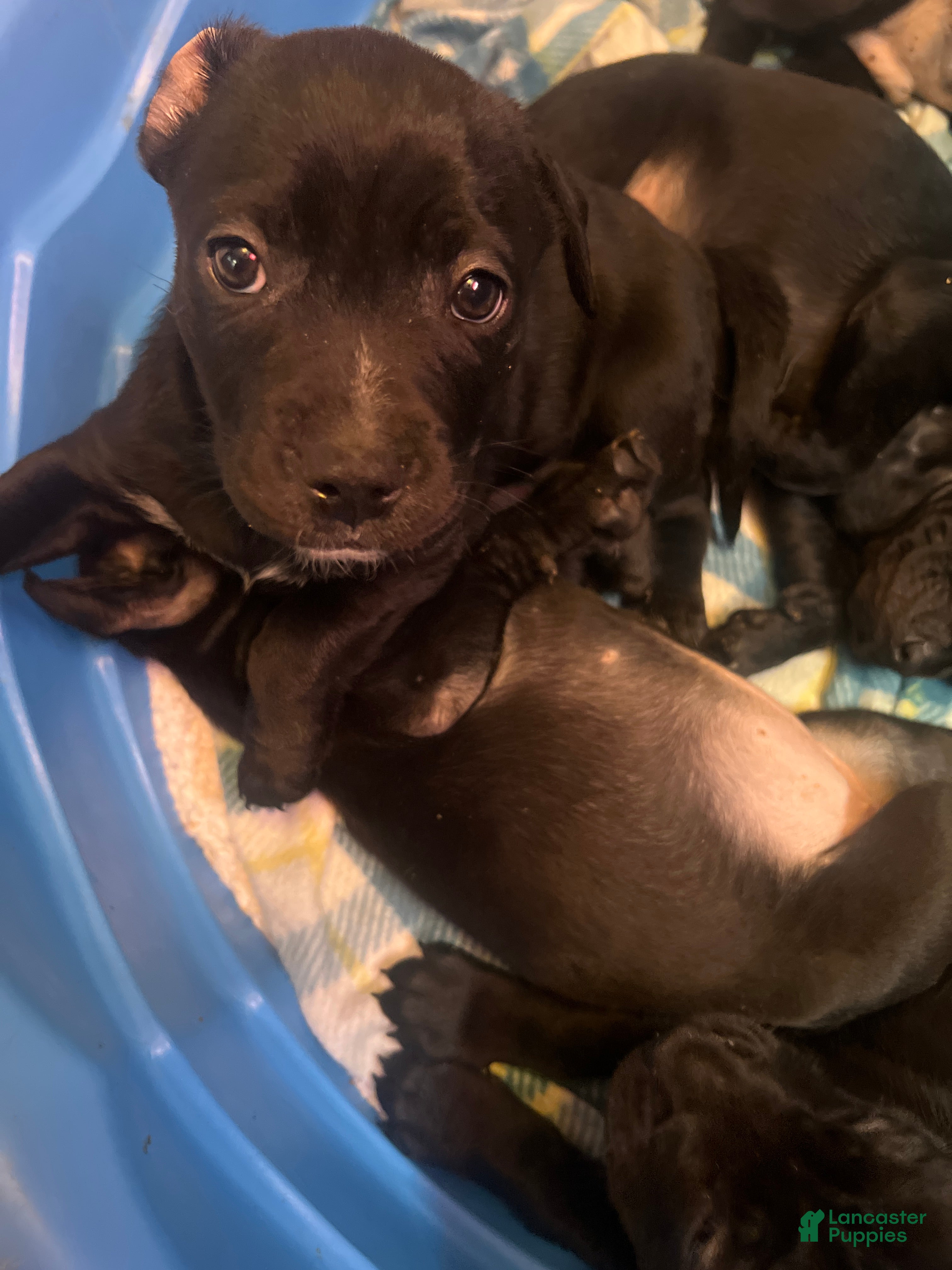 Mixed Breed dogs Mixed Breed Puppy 5 - Ad 7