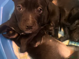 Mixed Breed dogs Mixed Breed Puppy 5 - Ad 7