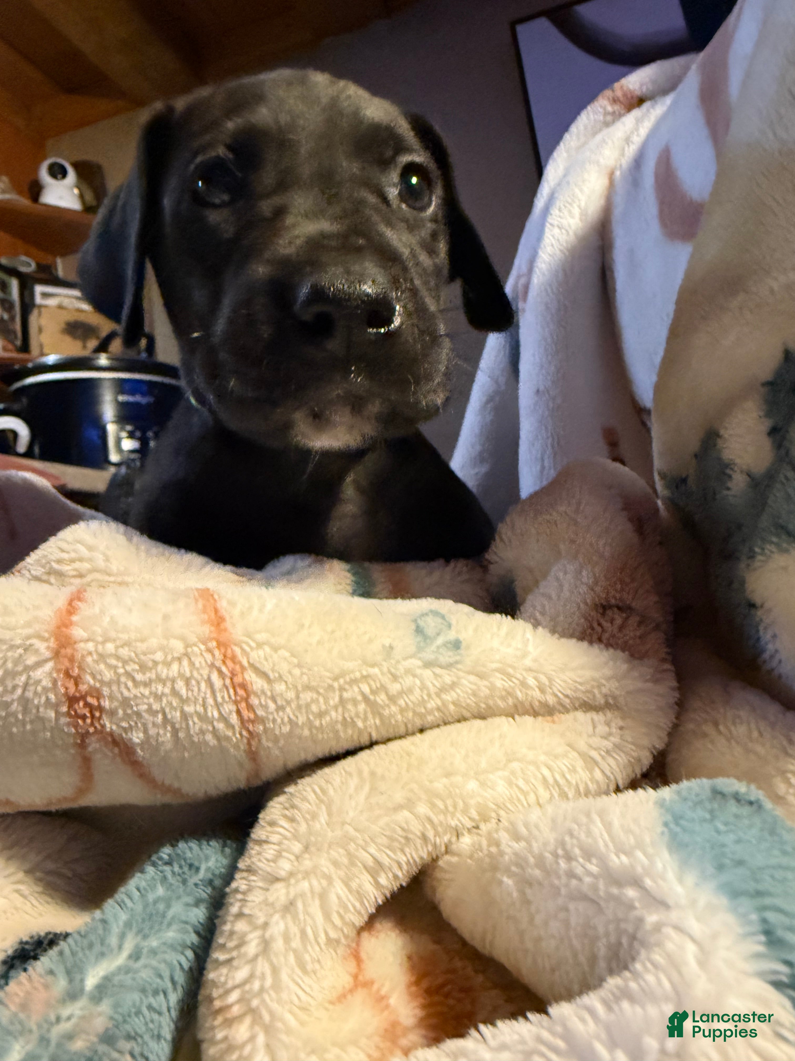 Great Dane dogs Great Dane Puppy 6 - Ad 27