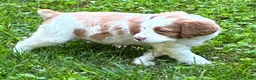Brittany Spaniel dogs for sale: Hawkeye Holly Girl 3 - Ad 9