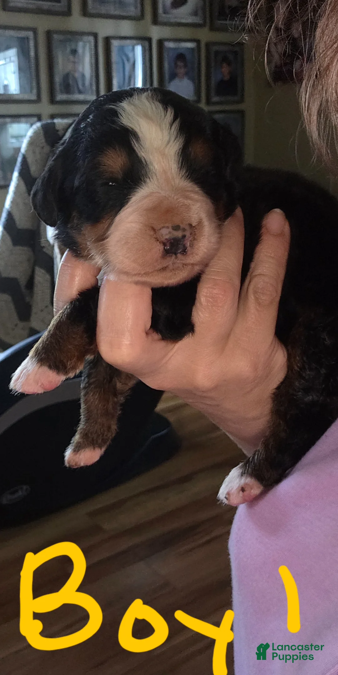 Bernese Mountain Dog dogs for sale: Bernese Mountain Dog Puppy 4 - Ad 2