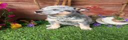 Australian Cattle Dog dogs for sale: Dolly - Ad 3