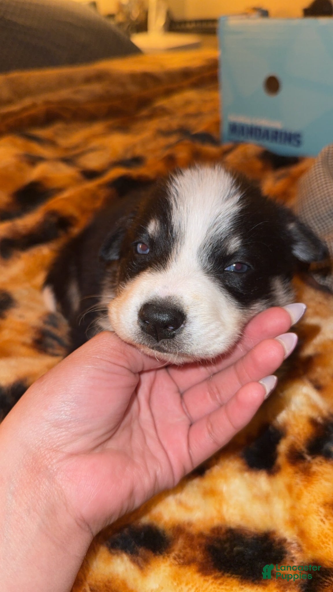 Mixed Breed dogs Mixed Breed Puppy 1 - Ad 1