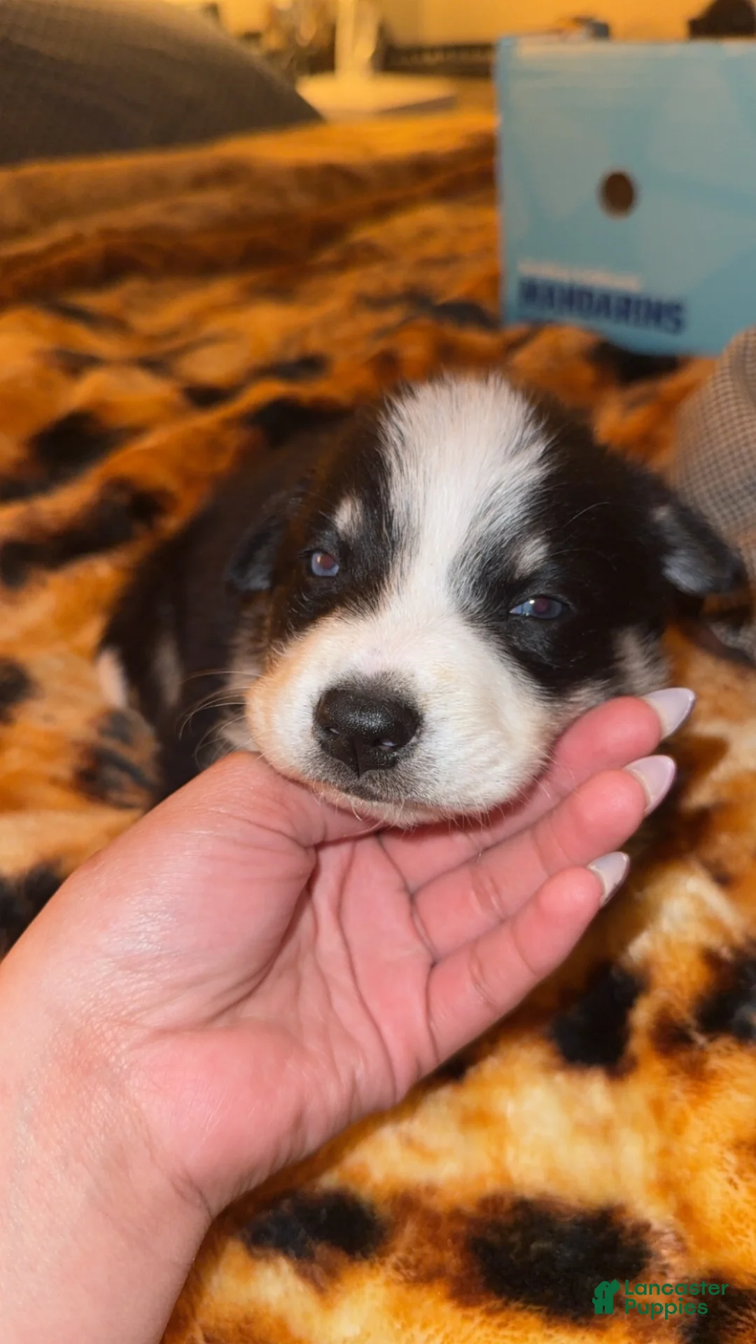 Mixed Breed dogs for sale: Mixed Breed Puppy 1 - Ad 1