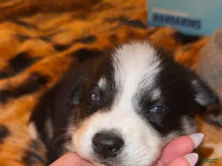 Mixed Breed dogs for sale: Mixed Breed Puppy 1 - Ad 2