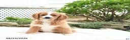 Miniature Golden Retriever dogs for sale: Jordan - Ad 3