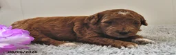 Mini Goldendoodle dogs for sale: Ruby - Ad 13