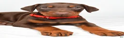 Doberman Pinscher dogs for sale: Loran - Ad 3