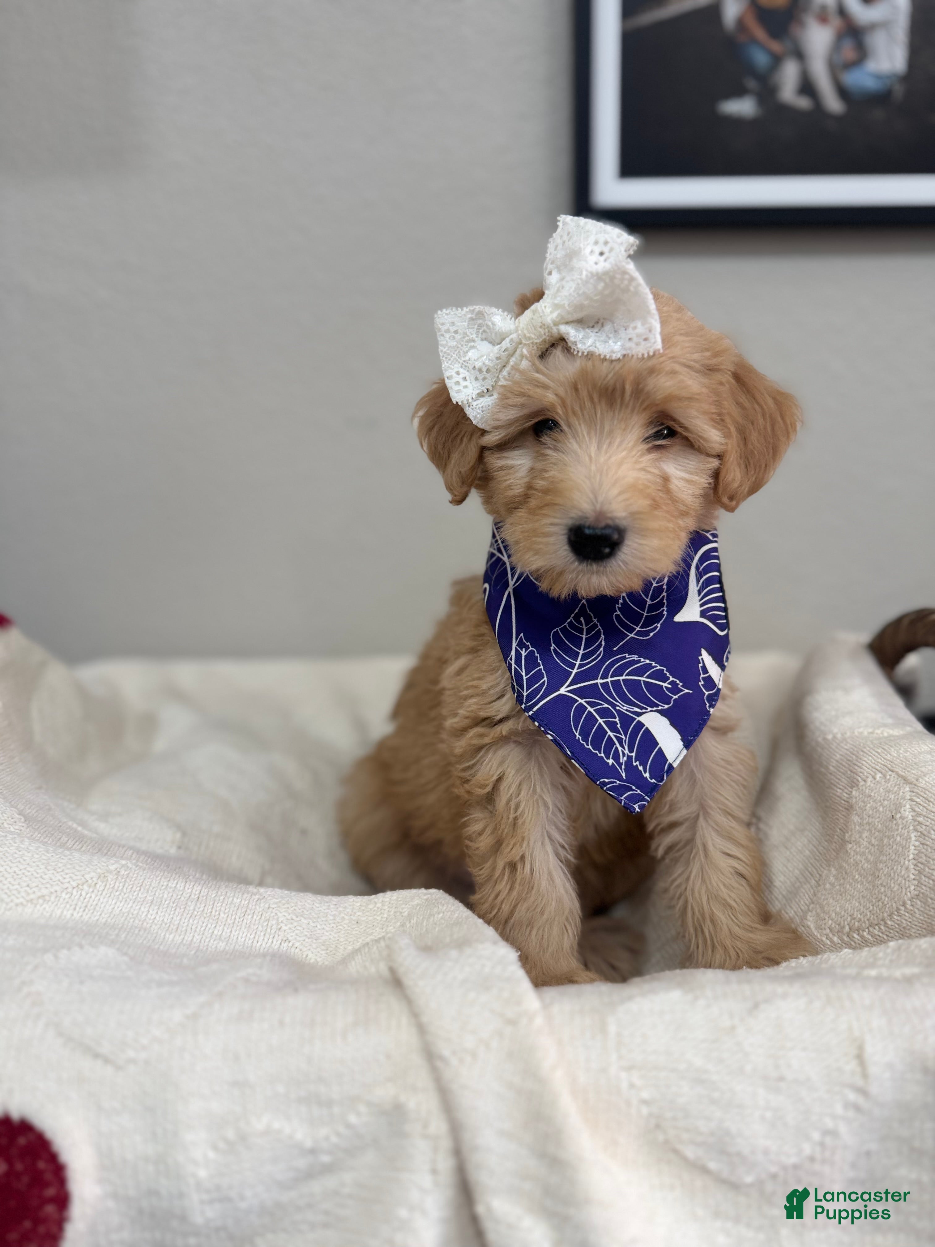 Mini Bernedoodle dogs Mini Bernedoodle Chai-Purple Collar - Ad 2