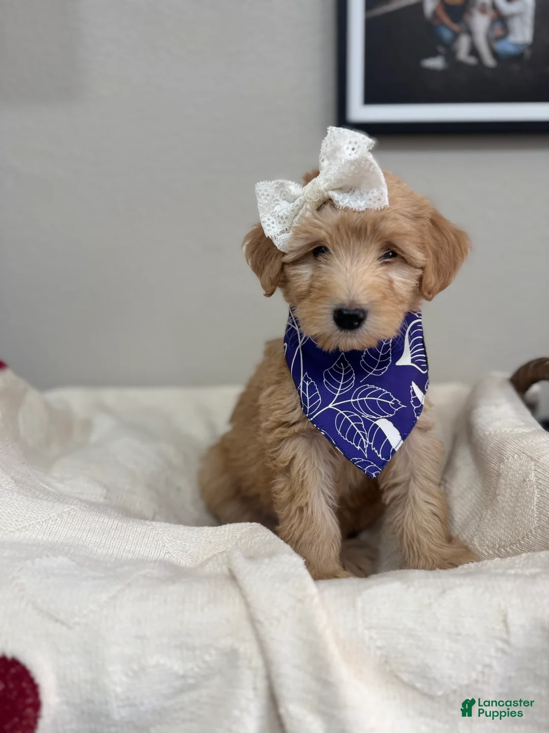 Mini Bernedoodle dogs for sale: Mini Bernedoodle Chai-Purple Collar - Ad 2