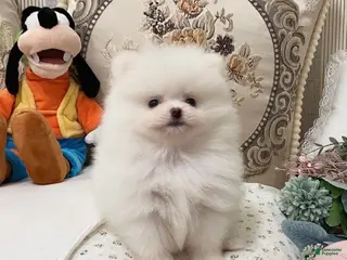 Pomeranian dogs for sale: Grace - Ad 4