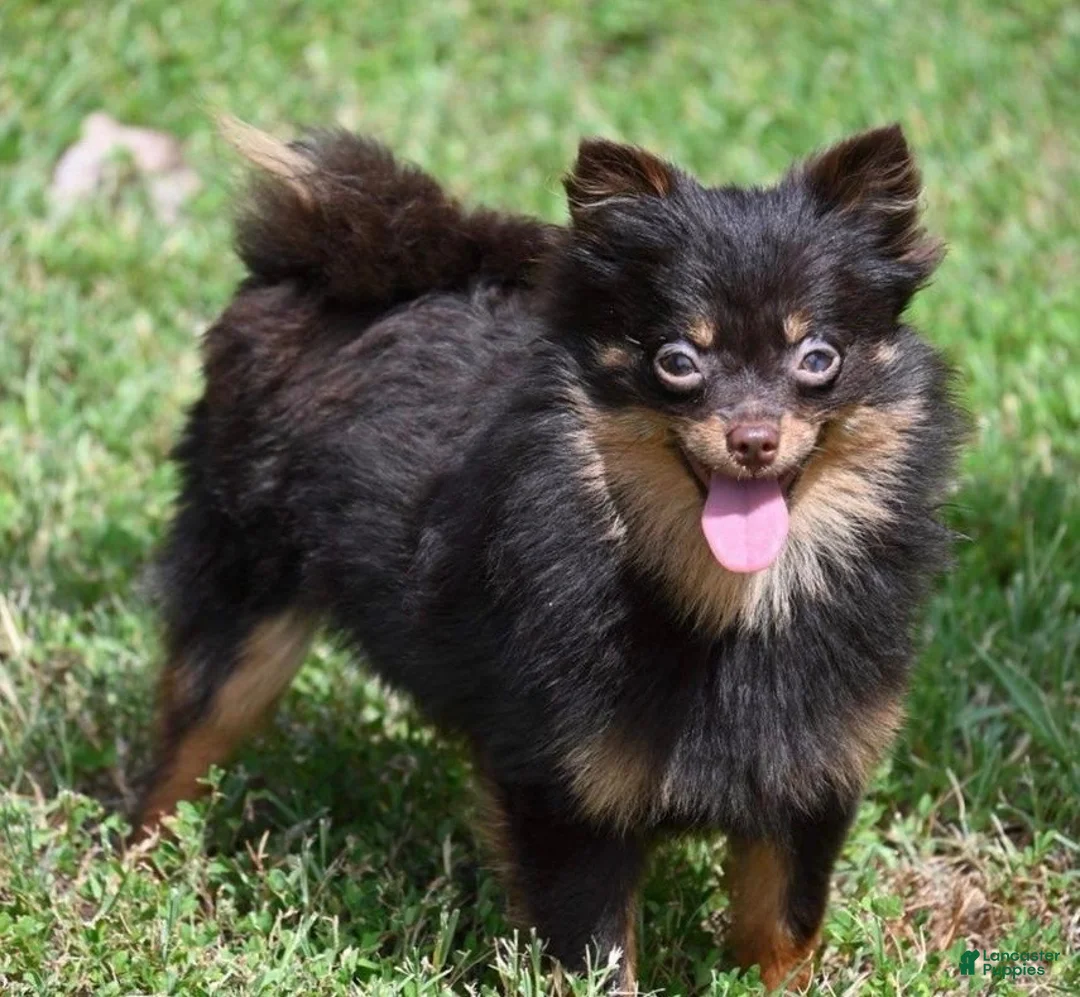 Pomchi dogs for sale: Fuji - Ad 5