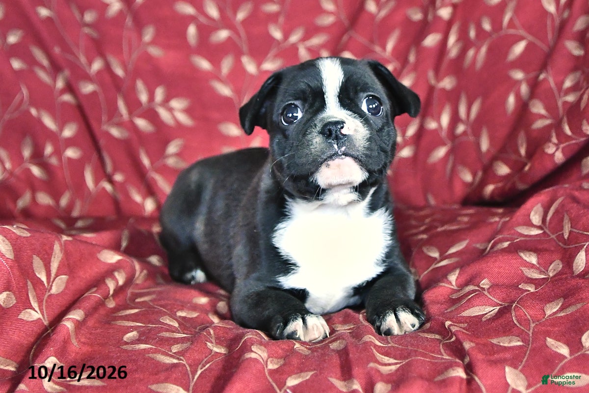 Frenchton dogs April - Ad 2