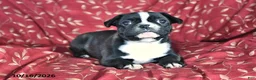 Frenchton dogs for sale: April - Ad 2