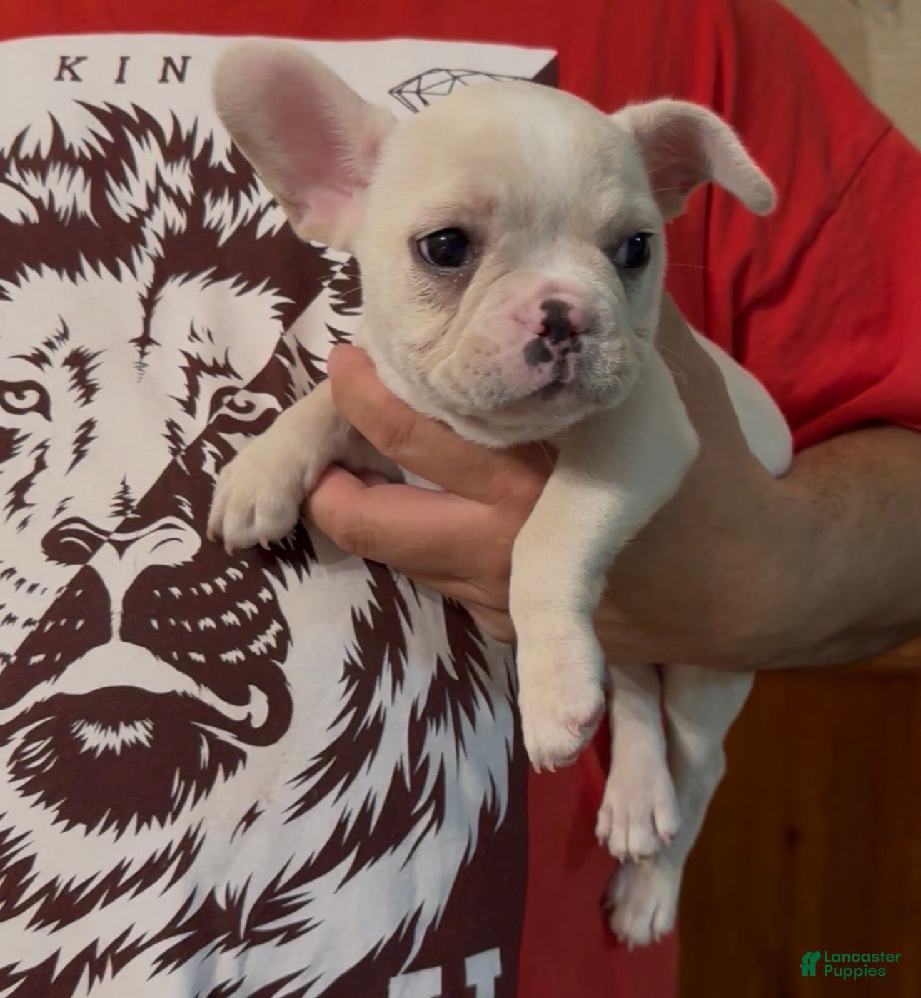 French Bulldog dogs for sale: Pearl - Ad 1