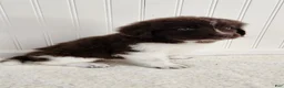 Newfoundland dogs for sale: AKC Eden - Ad 3