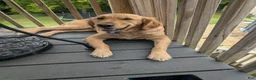 Golden Retriever dogs for sale: Golden Retriever 1 - Ad 4