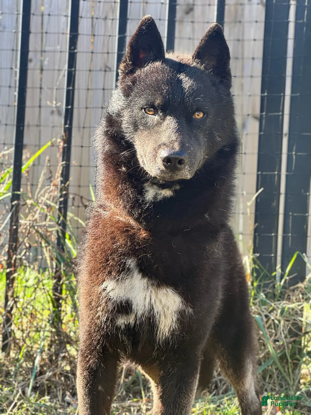 Siberian Husky dogs for stud: Ukraine CH sired w/import working and show lines - Ad 2