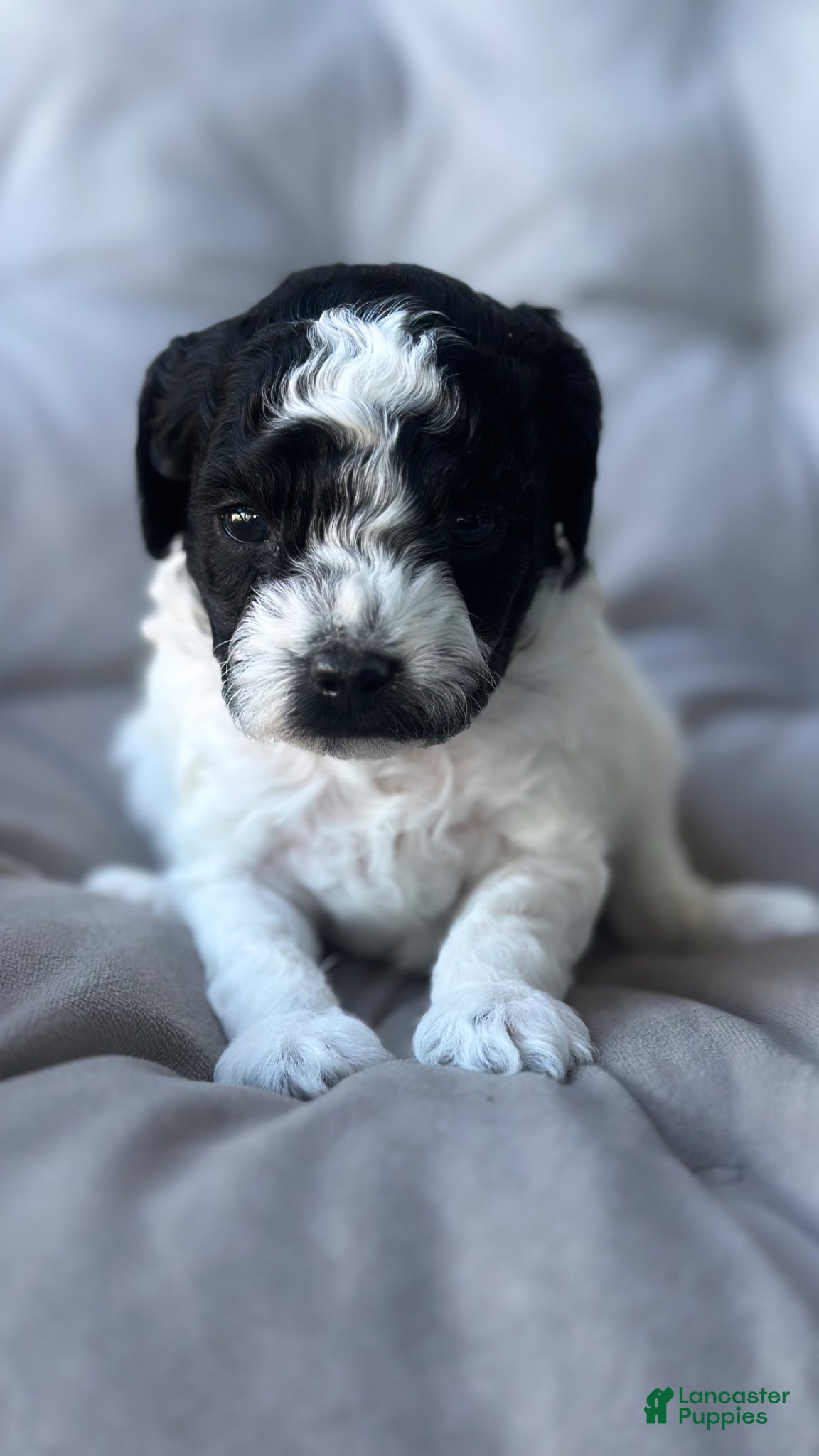 Toy Poodle dogs Storm - Ad 3