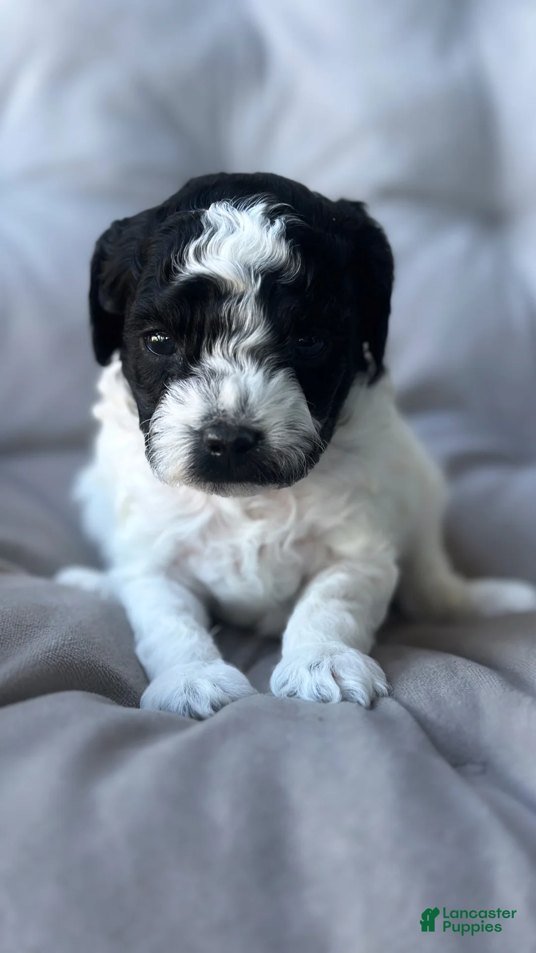 Toy Poodle dogs for sale: Storm - Ad 1