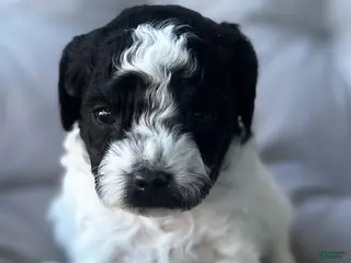 Toy Poodle dogs Storm - Ad 3