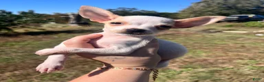 Chihuahua 1