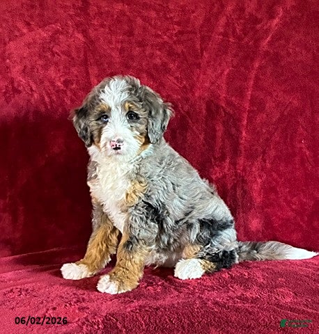 Mini Bernedoodle dogs for sale: Champ - Ad 3
