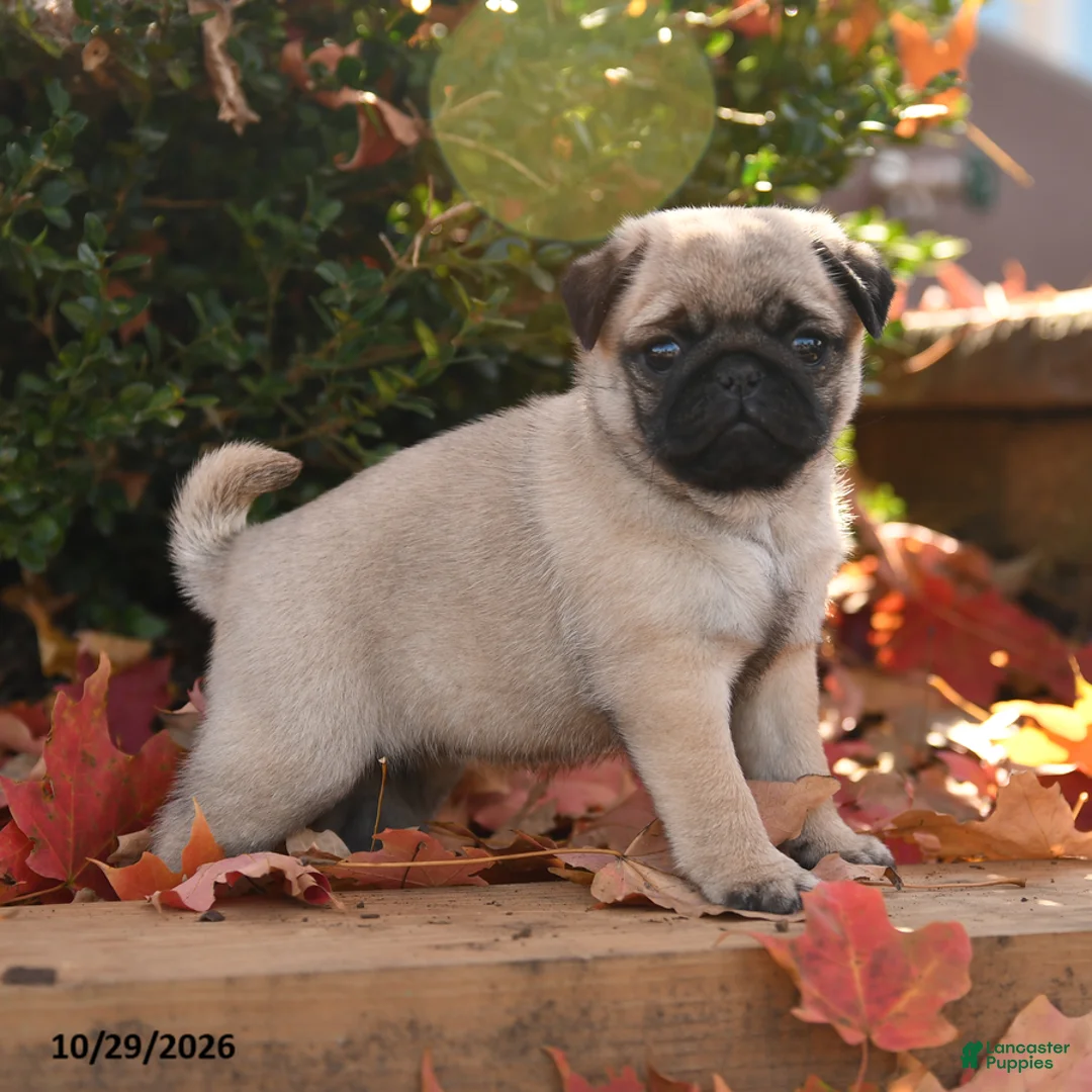 Pug dogs for sale: Dumpling - Ad 2