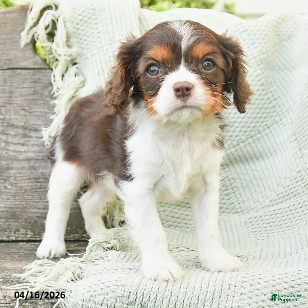 Cavalier King Charles Spaniel dogs for sale: Tammy - Ad 2