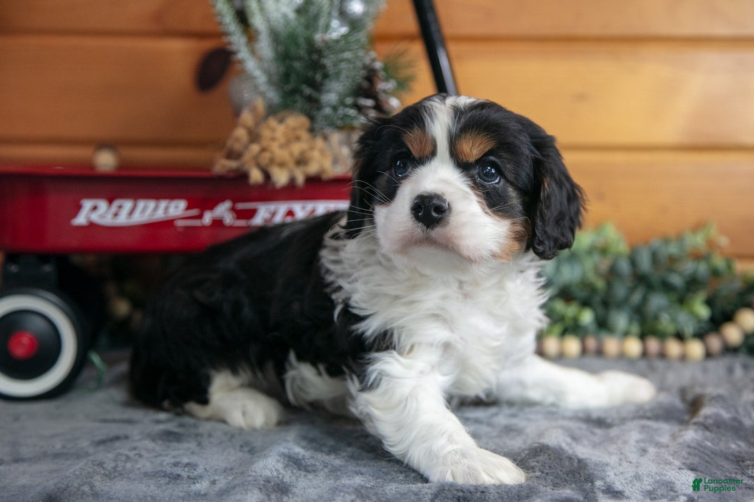 Cavalier King Charles Spaniel dogs for sale: Zeke - Ad 2
