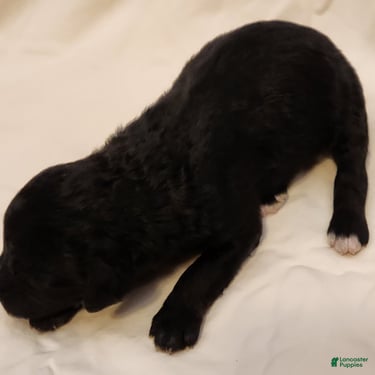 Mini Aussiedoodle dogs for sale: Scout_Male Tri-Color Possible Phantom - Ad 3