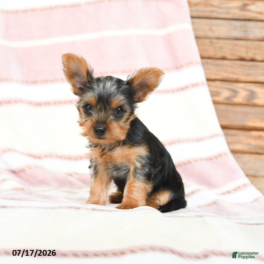 Yorkshire Terrier dogs Quanda - Ad 2