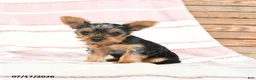 Yorkshire Terrier dogs for sale: Quanda - Ad 2