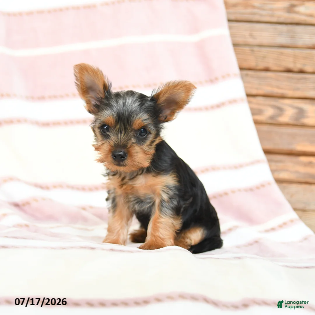 Yorkshire Terrier dogs for sale: Quanda - Ad 2