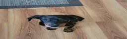Mixed Breed dogs for sale: Ms. Jasmine - Ad 1