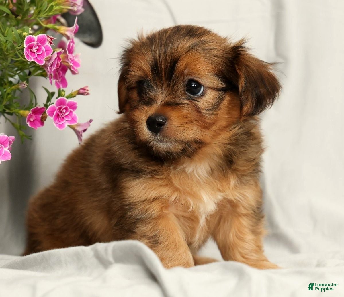 Yorkiepoo dogs Lindor - Ad 1