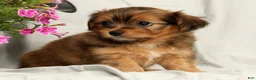 Yorkiepoo dogs for sale: Lindor - Ad 1